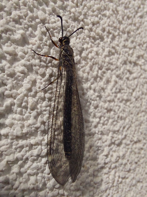 Myrmeleon formicarius - erdei hangyaleső