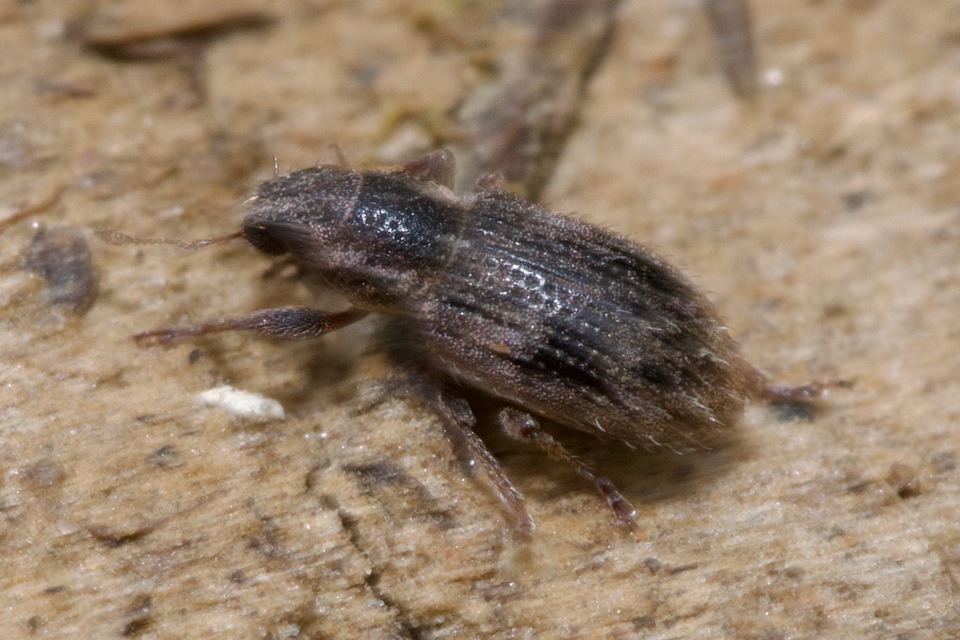 Sitona hispidulus - szőrös csipkézőbogár