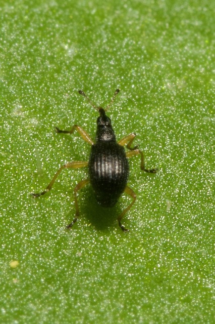 Protapion fulvipes - vadhere-cickányormányos Protapion fulvipes - vadhere-cickányormányos