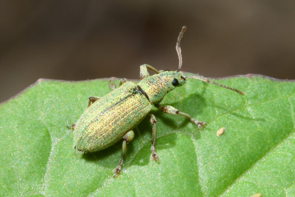 Phyllobius argentatus - ezüstös levélormányos