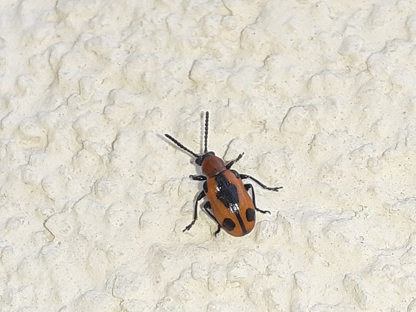 Crioceris quinquepunctata - ötpontos spárgabogár Crioceris quinquepunctata - ötpontos spárgabogár