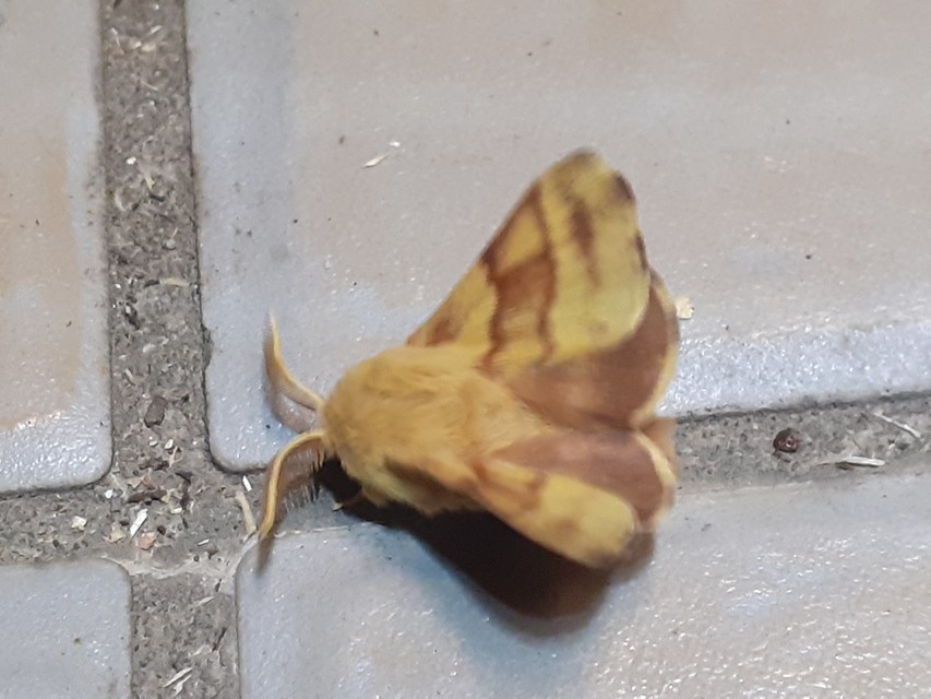 Malacosoma castrensis - kutyatejszövő