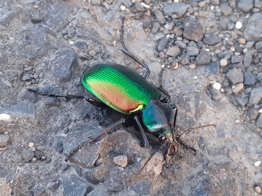 Calosoma sycophanta - aranyos bábrabló