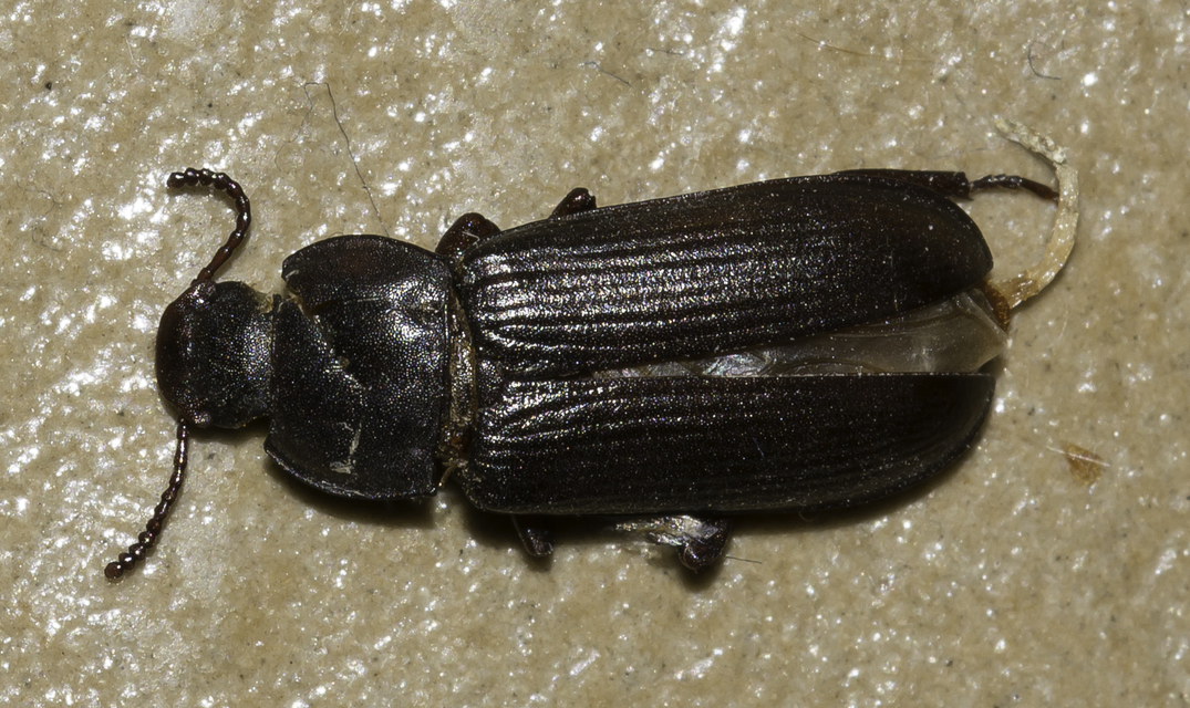 Tenebrio molitor - közönséges lisztbogár