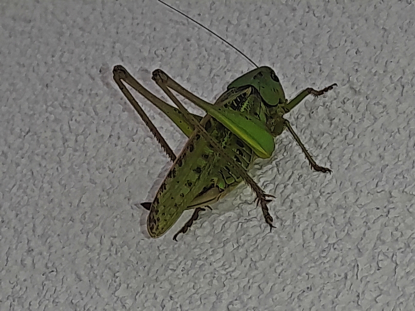 Decticus verrucivorus - szemölcsevő szöcske