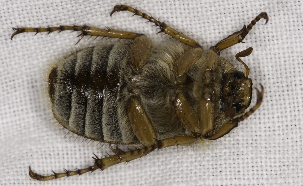 Amphimallon solstitiale - bordás sárgacserebogár