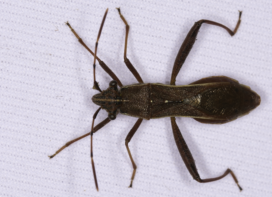 Camptopus lateralis - görbelábú karimáspoloska