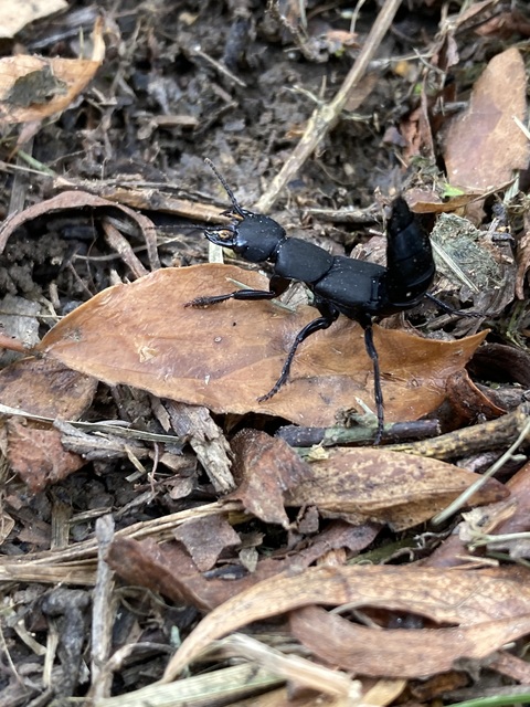 Ocypus