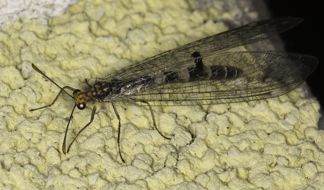 Megistopus flavicornis - kétfoltos hangyaleső