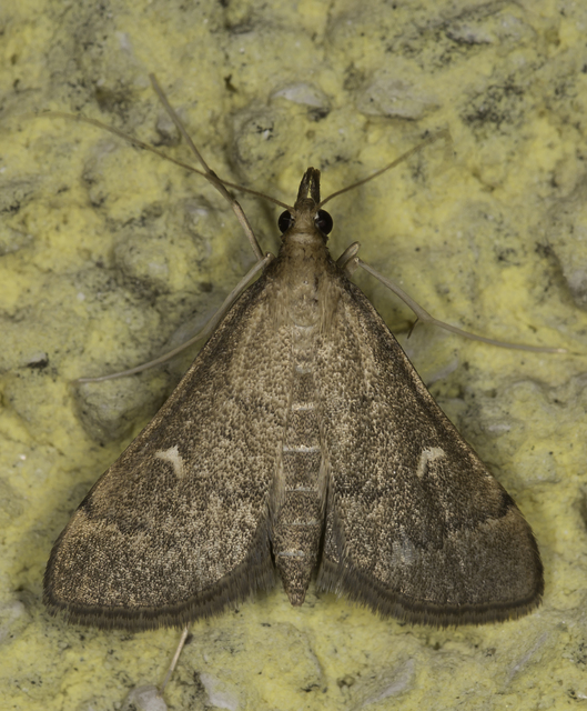Dolicharthria punctalis - hosszúlábú tűzmoly