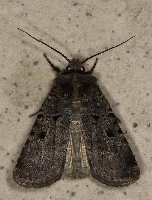 Chersotis rectangula - barna földibagoly