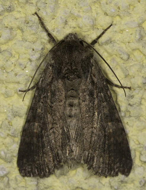 Lacanobia amurensis - homoki kertibagoly