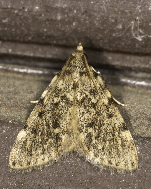 Aglossa pinguinalis - zsiradékmoly