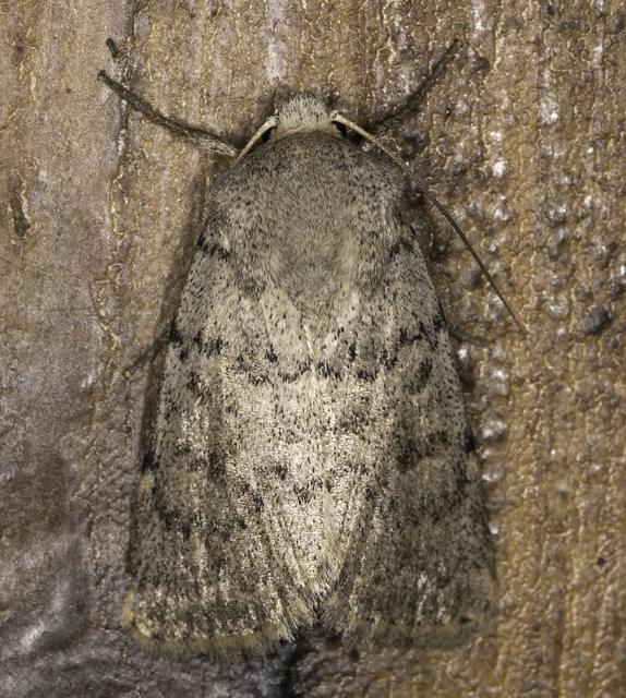 Hoplodrina respersa - bogáncs-selymesbagoly