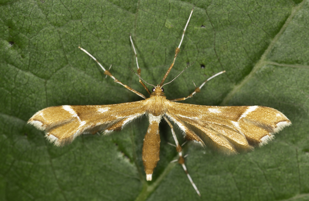 Cnaemidophorus rhododactyla - rózsabogyó-tollasmoly Cnaemidophorus rhododactyla - rózsabogyó-tollasmoly