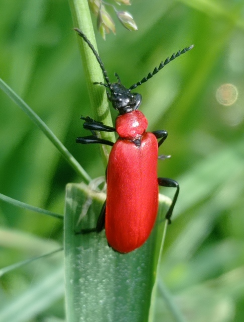 Pyrochroa coccinea - nagy bíborbogár