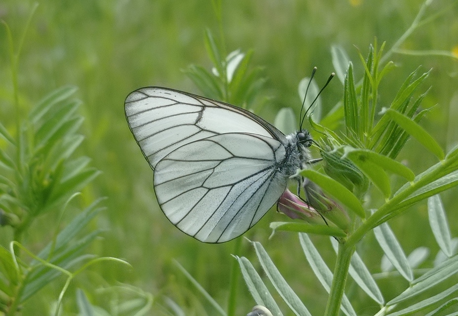 Aporia crataegi - galagonyalepke