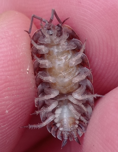 Trachelipus rathkii - közönséges márványosászka