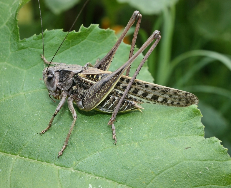 Decticus verrucivorus - szemölcsevő szöcske