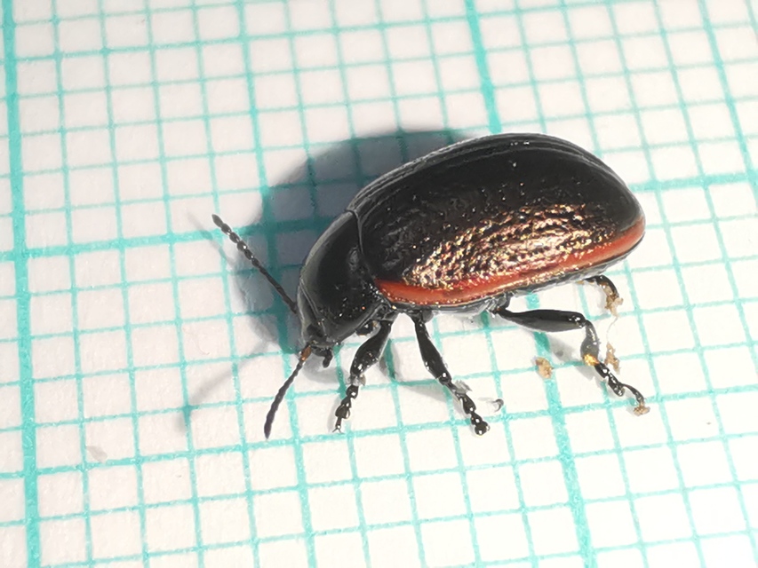 Chrysolina marginata - nyúlánk szegélyeslevelész