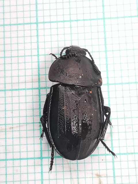 Silpha obscura - közönséges dögbogár