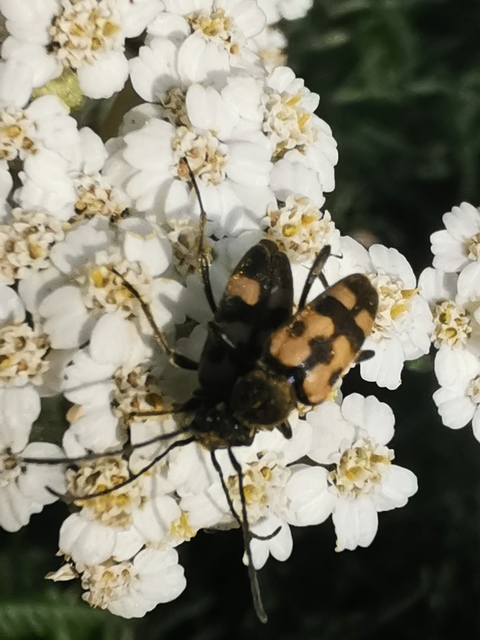Pachytodes erraticus - rajzos virágcincér