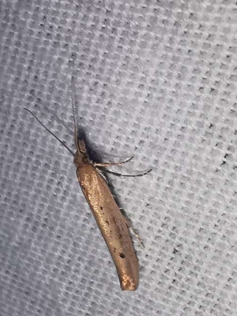 Ypsolopha ustella - csíkos tarkamoly