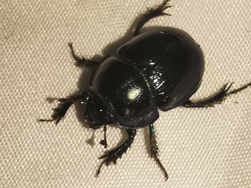 Anoplotrupes stercorosus - erdei álganéjtúró