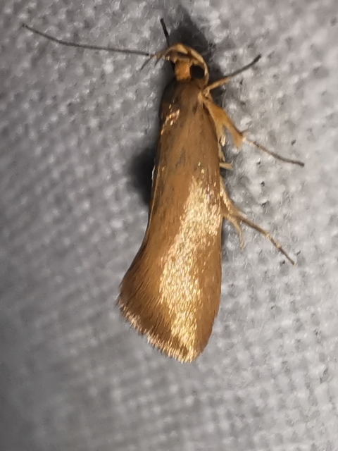 Crassa tinctella/unitella