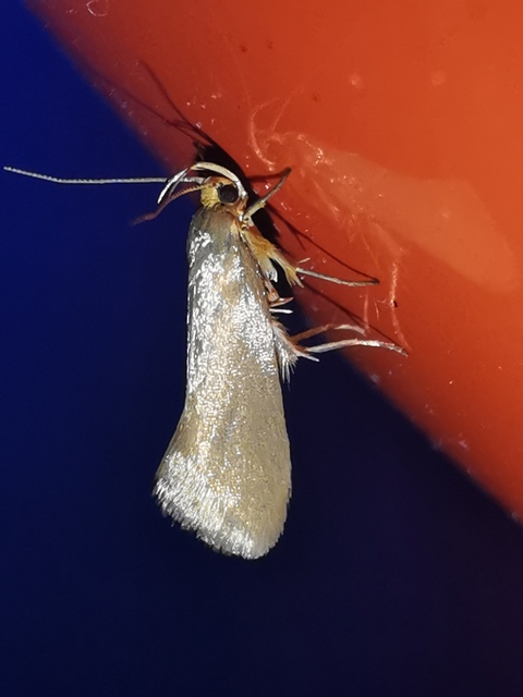Crassa tinctella/unitella