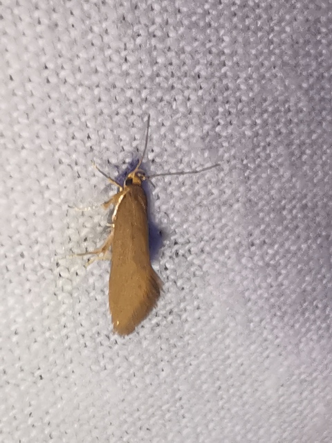 Crassa tinctella/unitella