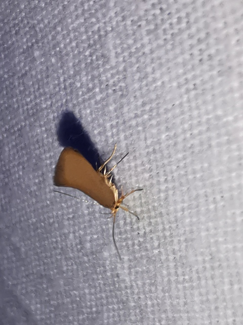 Crassa tinctella/unitella