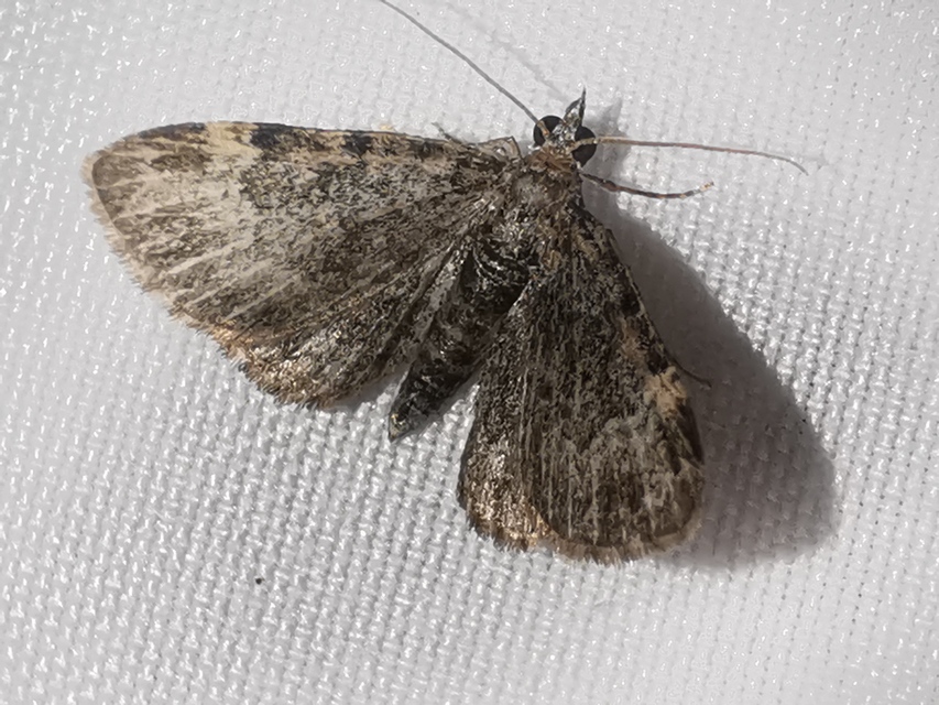 Pasiphila rectangulata - almavirág-araszoló