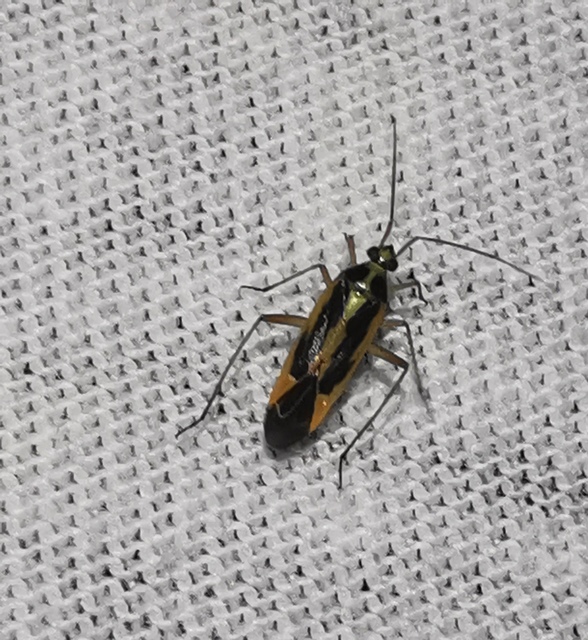 Stenotus binotatus - kétfoltos mezeipoloska