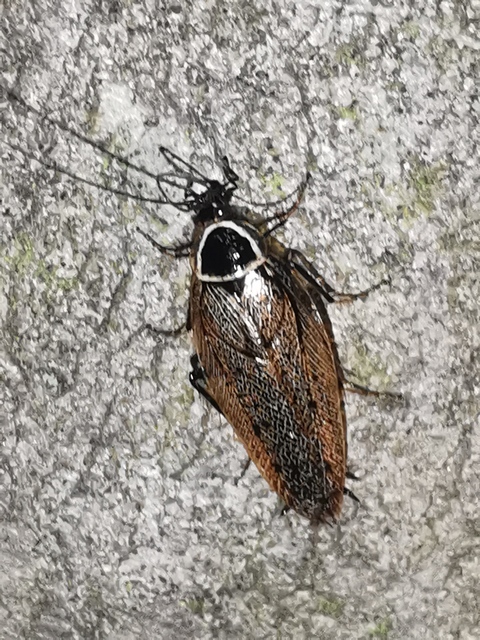 Ectobius sylvestris - fekete erdeicsótány