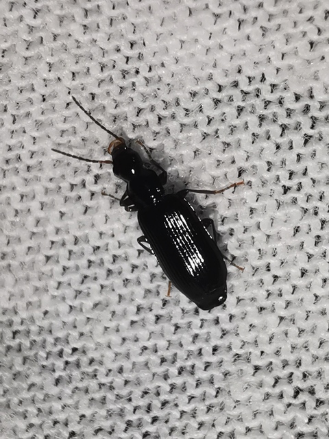 Dromius quadraticollis - szélesnyakú kéregfutó