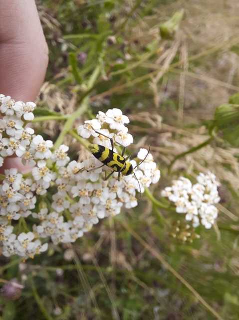 Chlorophorus varius - díszes darázscincér