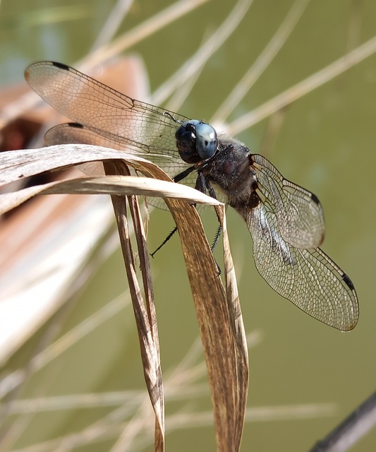 Libellula fulva - kisfoltos laposacsa