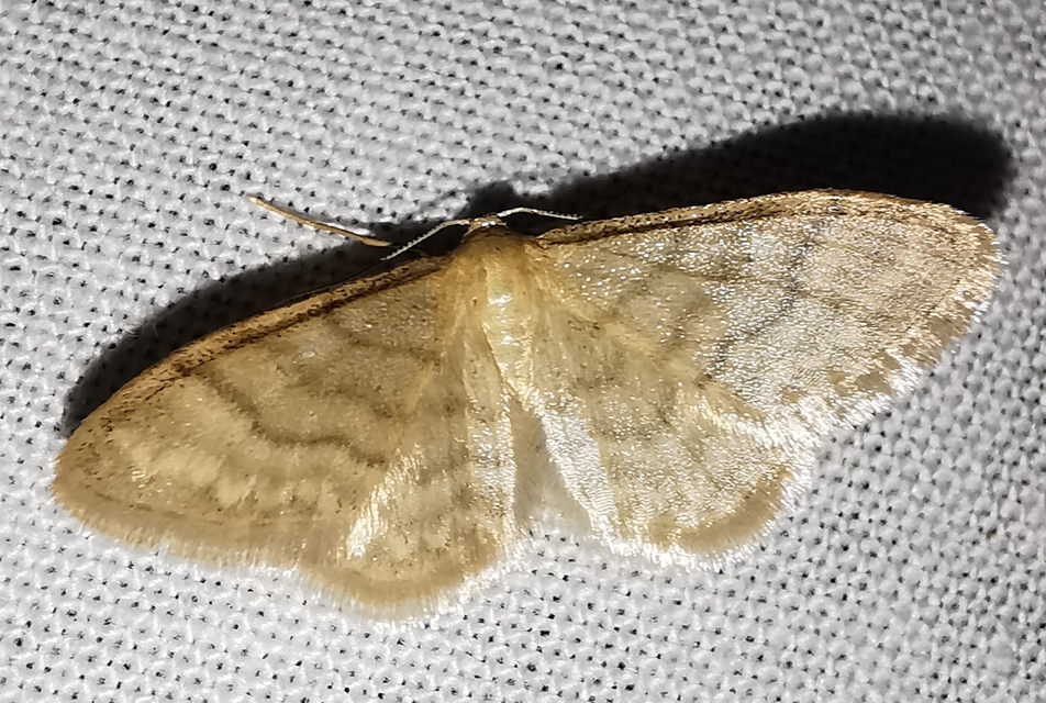 Idaea dilutaria - napvirág-apróaraszoló