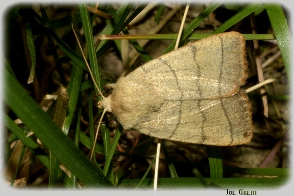 Charanyca trigrammica - háromsávos lombbagoly