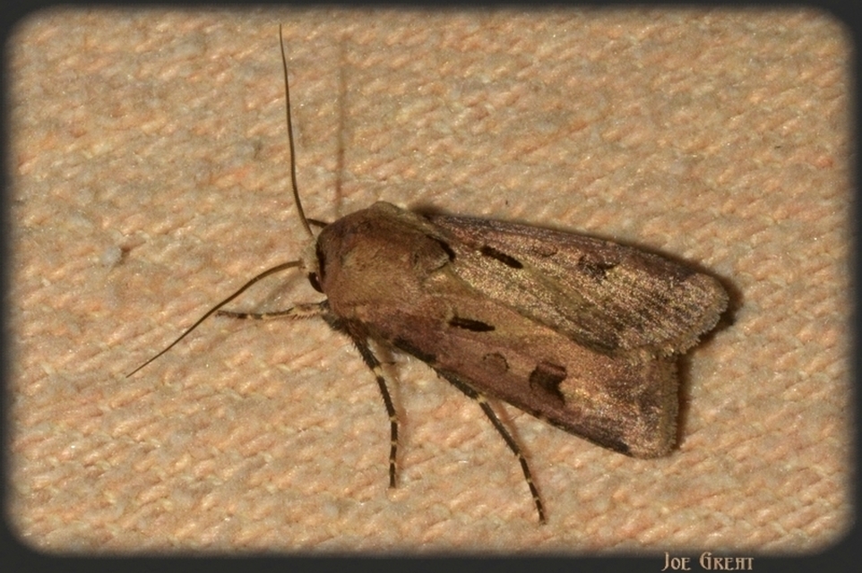Agrotis exclamationis - felkiáltójeles földibagoly