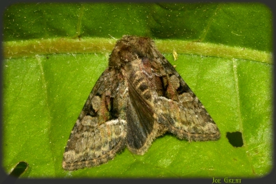 Oligia