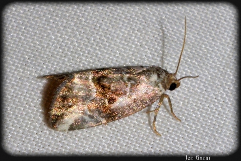 Hapalotis venustula - rózsaszínű mázasbagoly
