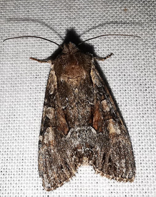 Lacanobia thalassina - borbolya-kertibagoly