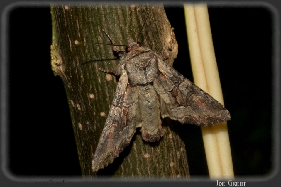 Lacanobia thalassina - borbolya-kertibagoly