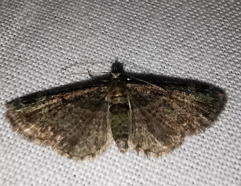 Pasiphila rectangulata - almavirág-araszoló