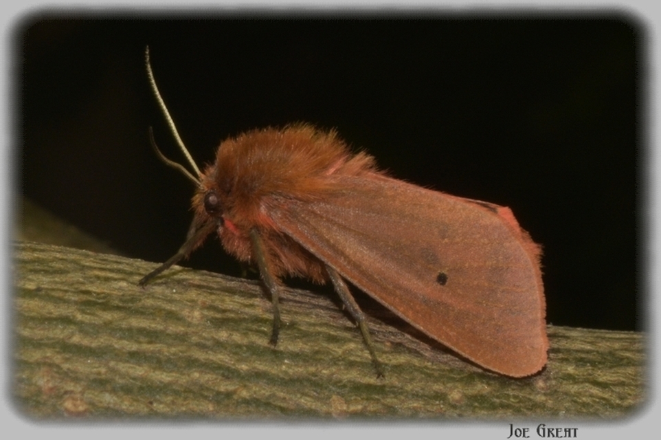 Phragmatobia fuliginosa - füstös medvelepke