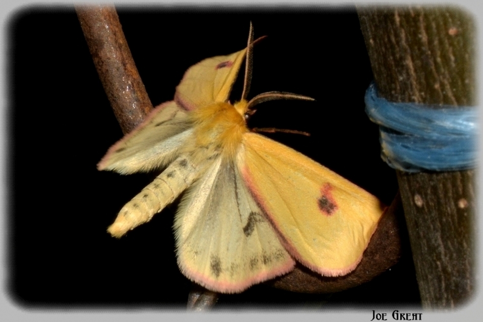 Diacrisia sannio - vörösszélű medvelepke