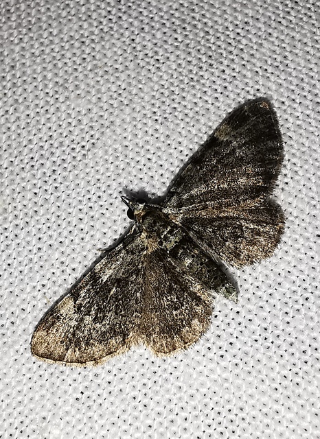 Pasiphila rectangulata - almavirág-araszoló