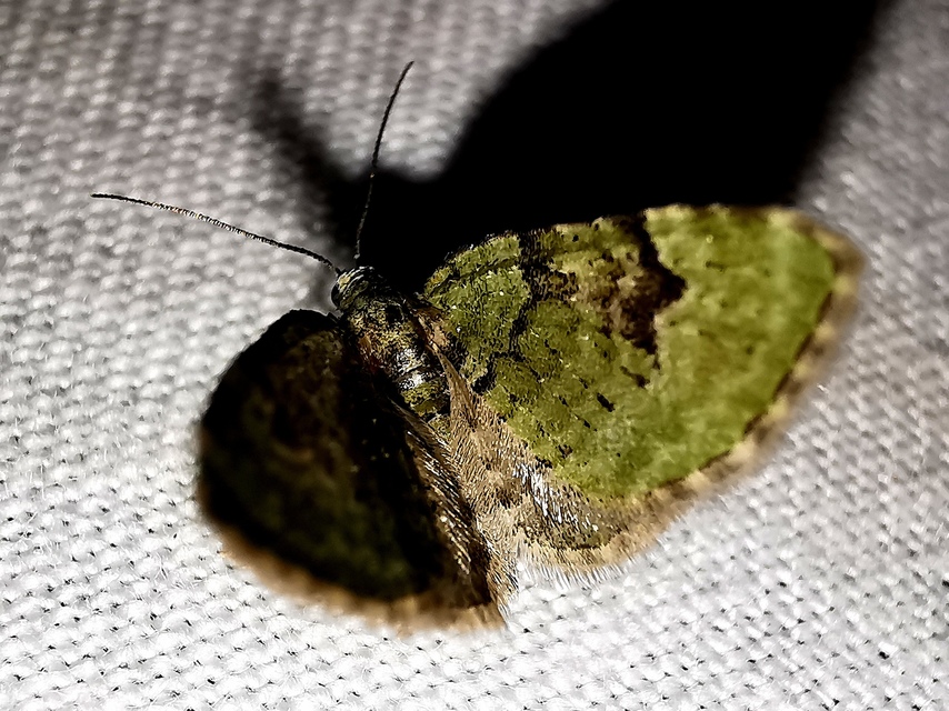 Chloroclystis v-ata - zöldes törpearaszoló
